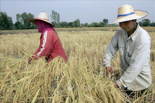 Thái Lan trên đà đạt mục tiêu xuất khẩu gạo năm 2025