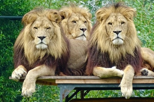 Sau bê bối nhân viên bị đàn sư tử xâu xé cắn chết, vườn thú mở cửa trở lại