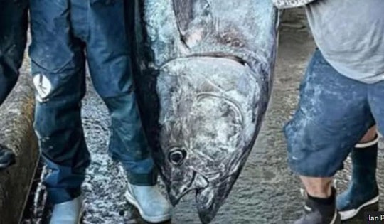 Câu được cá ngừ khổng lồ nặng 210kg, ngư dân liền bán với giá 70 triệu đồng