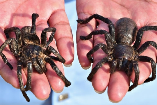 Người Campuchia thích ăn loại nhện nào?