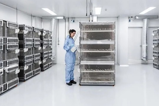 Brazil sản xuất 300 triệu trứng muỗi mỗi tuần chặn sốt xuất huyết