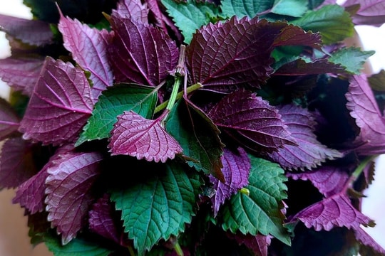 Uống nước lá tía tô có làm ấm cơ thể, ngừa đau họng?