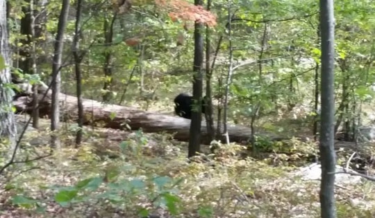 Nỗi sợ hãi bao trùm khi 3 người thiệt mạng trong một tuần nghi do sinh vật này gây ra