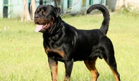 Bé trai 2 tuổi bị chó dữ cắn tử vong, nữ bảo mẫu lập tức bị bắt