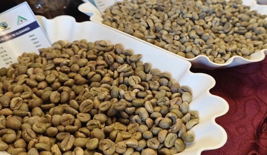 Giá cà phê hôm nay 14-10: Tăng tốt đầu tuần