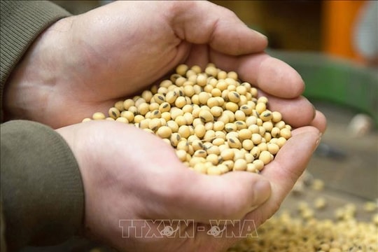 Tổng thống Mỹ dọa “đáp trả” Trung Quốc về vấn đề đậu tương