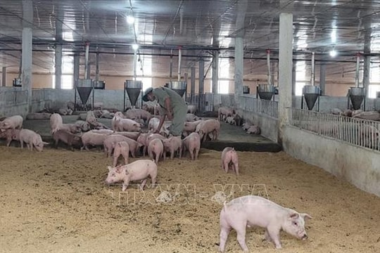 Giải pháp ổn định nguồn cung khi dịch tả lợn châu Phi bùng phát