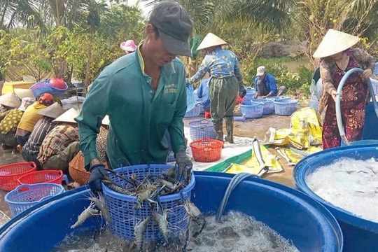 Cà Mau lan tỏa mô hình giảm nghèo bền vững, nhân rộng sinh kế hiệu quả