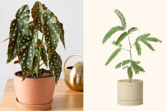 5 loại cây phù hợp trồng trong nhà ít người biết