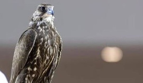 Con chim được bán với giá 4,5 tỷ đồng, đại gia vẫn xuống tiền mua