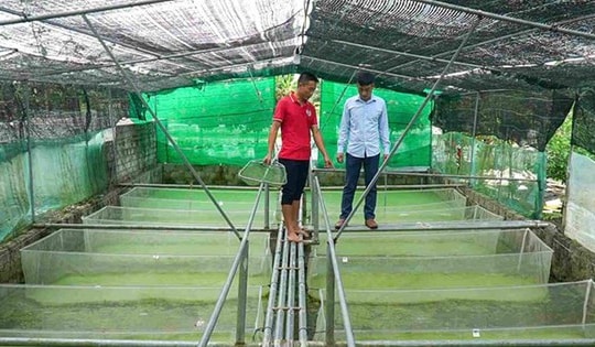 Anh nông dân nuôi con "hiền lành, mắn đẻ", nhẹ nhàng đút túi 2 tỷ đồng/năm