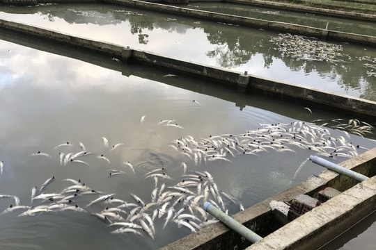 Quảng Ngãi: Mưa kéo dài gây sốc nước khiến 45 tấn cá tầm bị chết