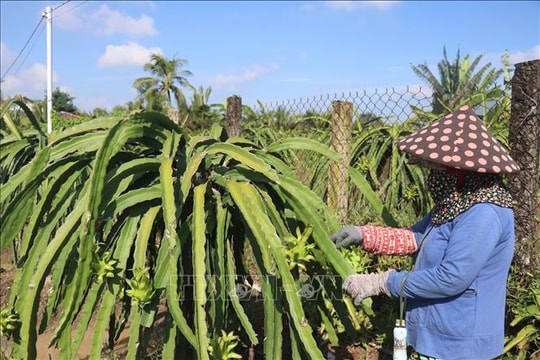 Giá thanh long Đồng Tháp giảm sâu, nông dân lo lắng thua lỗ