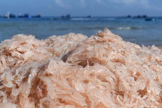 Bắt loài hải sản bé tí, ngư dân kiếm 1-2 triệu đồng mỗi ngày