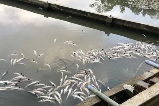 Mưa lớn khiến 45 tấn cá tầm của 2 hộ dân bị chết, thiệt hại hơn 7 tỷ đồng