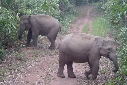 Đồng Nai nghiên cứu mở tour xem voi hoang dã