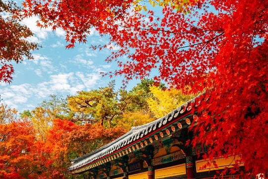 Lịch ngắm lá vàng lá đỏ Hàn Quốc mùa thu 2025