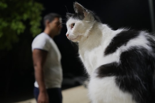 Hòn đảo lâm khủng hoảng vì mèo hoang đông hơn người