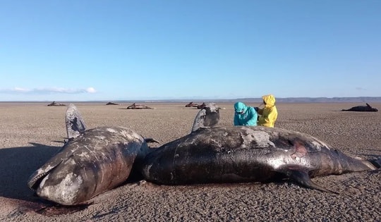 Hàng chục cá voi sát thủ chết bí ẩn bên bờ biển Argentina