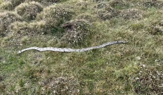 Phát hiện xác trăn khổng lồ tại thắng cảnh nổi tiếng