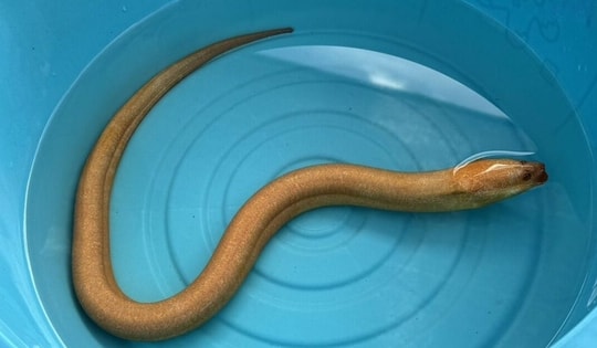 Đi đánh cá, ngư dân bắt được con lươn vàng quý hiếm