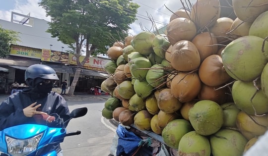 Rõ lý do giá dừa tươi rớt thảm
