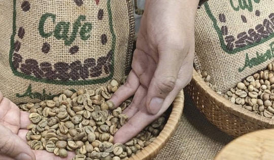 Giá cà phê hôm nay 16-10: Tăng trở lại và sự trỗi dậy của cà phê Trung Quốc