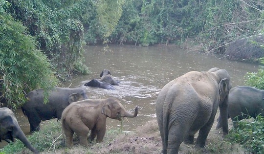 Nghiên cứu mở tour du lịch xem voi hoang dã ở Đồng Nai