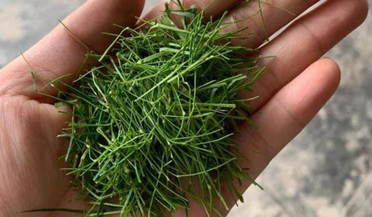 Đừng chỉ ăn quả, lá loại cây này quý như "nhân sâm người nghèo" ở quê mọc um tùm