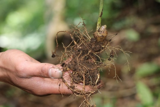 Hỗ trợ giá cây giống bảo tồn Quốc bảo sâm Ngọc Linh