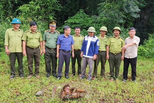 Trả về môi trường sống tự nhiên một cá thể khỉ mặt đỏ quý hiếm