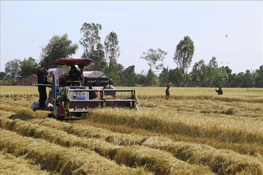 Mối nguy lúa cỏ trên đồng ruộng ở Đồng bằng sông Cửu Long