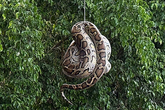 Trăn nằm trên cây gần bến tàu du lịch Nha Trang