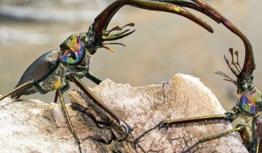 Loài côn trùng đắt đỏ nhất thế giới, giá hơn 2 tỷ đồng/con