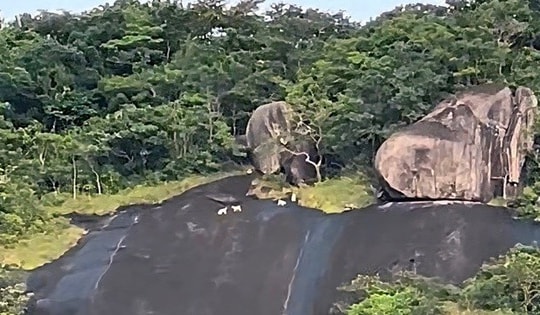 Danh tính 4 con vật "trắng như tuyết" trên núi Ma Thiên Lãnh gây bất ngờ