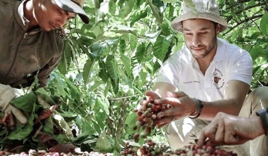 Giá cà phê hôm nay 17-10: Robusta tăng tiếp