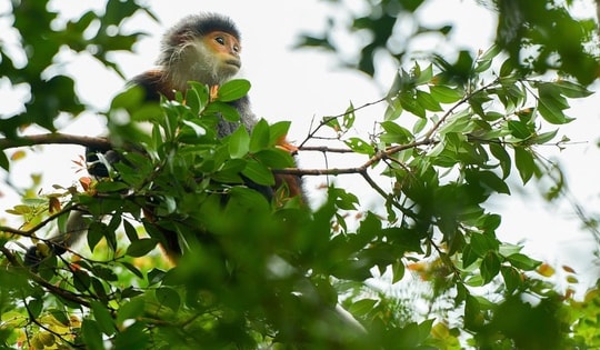 Kế hoạch lớn cho bán đảo Sơn Trà