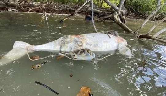 Xác loài vật quý hiếm 100kg trôi dạt vào bờ biển, ngư dân lo lắng bất an