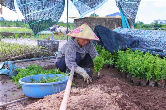 Sau bão, người dân Ninh Bình chạy đua khôi phục vụ hoa mới