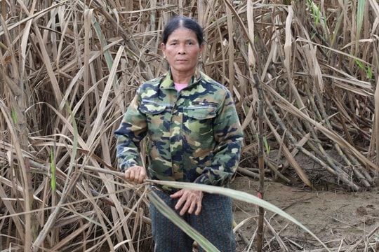 Hơn 400ha mía ngập lụt sau bão, nông dân một xã thiệt hại gần 50 tỷ đồng