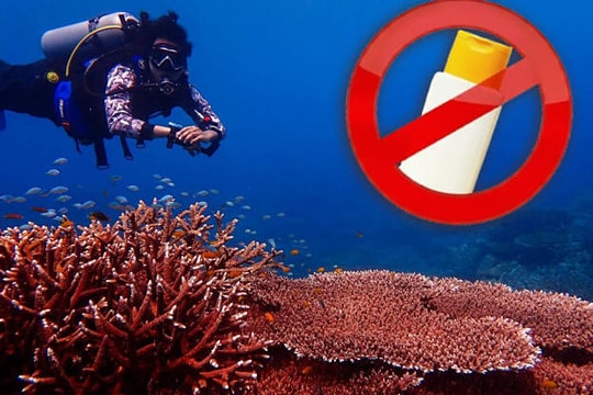 Thái Lan phạt 80 triệu đồng nếu khách dùng kem chống nắng hại san hô