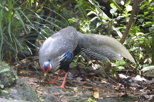 Hoang mang vì trót nuôi động vật trong sách đỏ