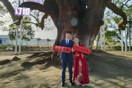 Đôi uyên ương 9 năm chụp ảnh dưới gốc cây 2.200 năm tuổi