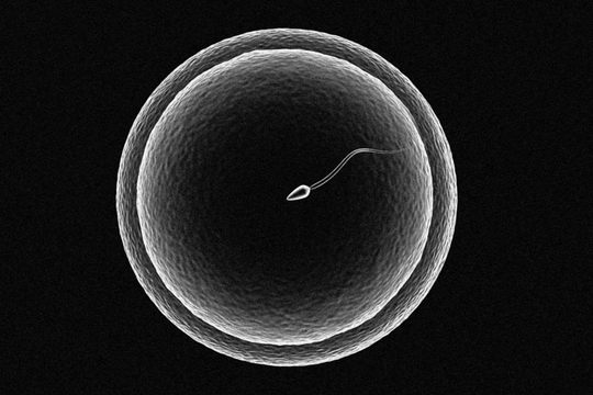 Bỏ lỡ cơ hội có thai vì quan hệ sai thời điểm