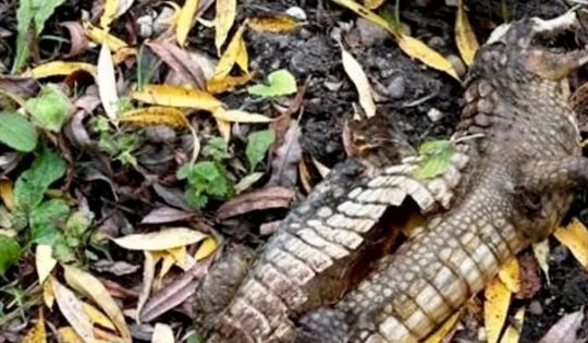 Cuộc săn lùng được phát động sau khi cần thủ kéo lên một sinh vật lạ