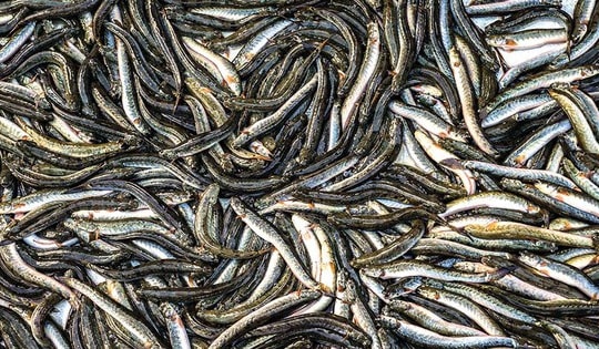 Giá nông thủy sản miền Tây: Thương lái tranh nhau mua cá kèo ở Cà Mau