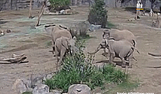 Xúc động hình ảnh đàn voi quây thành vòng tròn bảo vệ voi con trong trận động đất