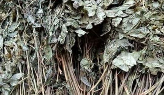 Loại lá đắt đỏ bậc nhất thế giới, chỉ có duy nhất ở Việt Nam, giá tới 150 triệu đồng/kg