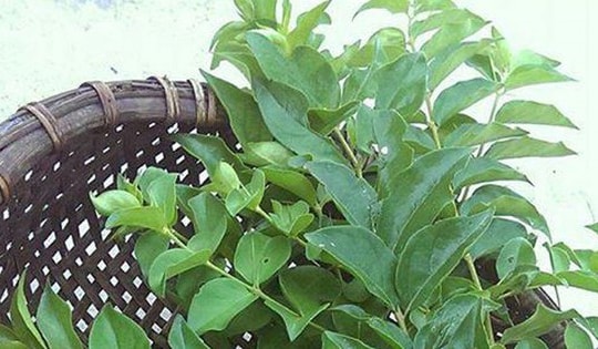 Cây dại ở bờ rào hóa "mỏ vàng", hái lá bán đều tay, thành đặc sản lạ nổi tiếng