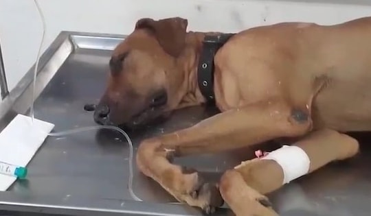 Chú chó liều mình tử chiến với rắn hổ mang để cứu chủ và cái kết